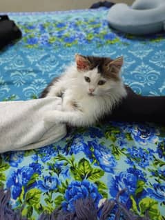 Persian Cat for sale in jhelum