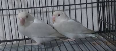 albino red eye pair for sale