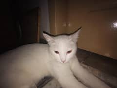 Persian cat male and female