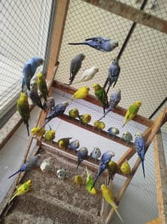 Austalian Budgie