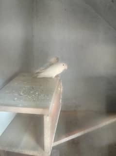 breeder pair love bird