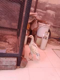 Heera