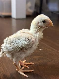 aseel parrot beak chick