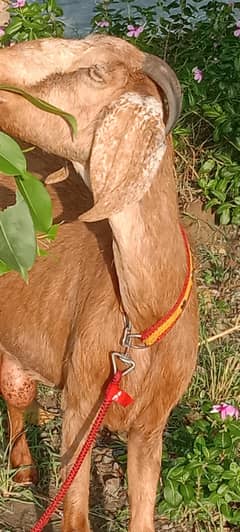 Bakri