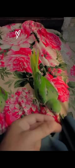 raw male parrot for sale