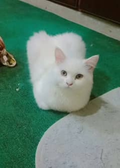 pure parsion triple coated male White color cat