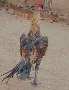 Burmi Boy available very hard hitting  granted bird silver fish blood