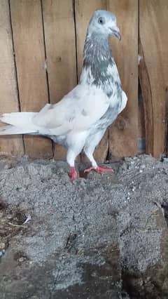 Salaty Breeder Nar