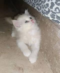 doll face kittens pair