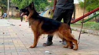 German shepherd long coat pedigree female for sale