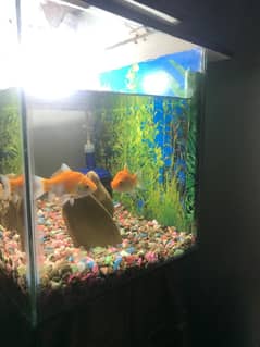 Fish