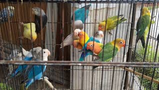 bht khubsurt clr 10 love birds sirf 8000 my  read full ad