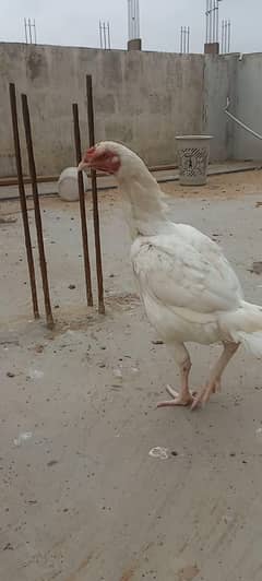 heera female or bachay