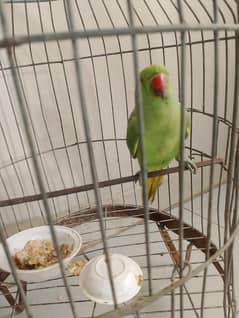 Pahari parrot