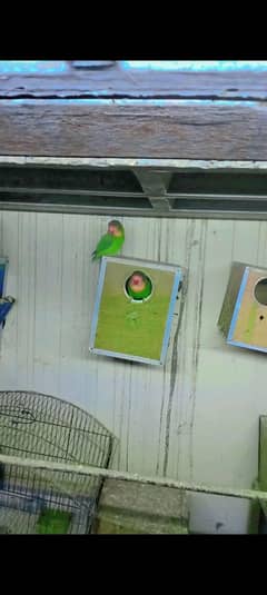Tweet Deals on Love Birds