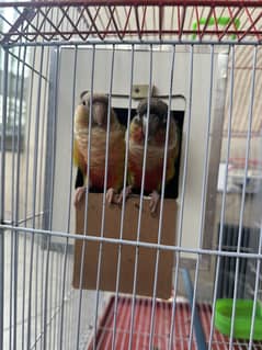 Pineapple Conure