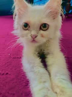Snow White Persian Male Kitten – 3 Months – Urgent Sale