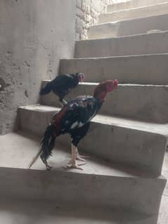 aseel murga murgi for sale