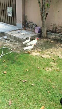 Heera aseel 1 male 2 females