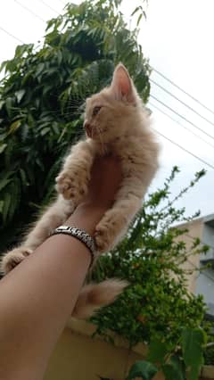 Kitten's