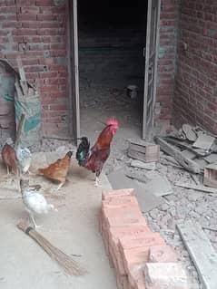 DESI MURGHA, ISKY ELAWA DOGLY ASEEL PATHY, PATHIAN