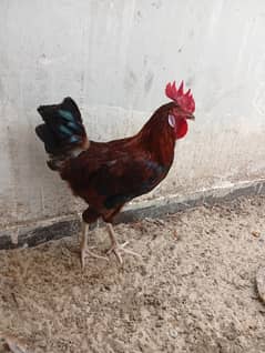 Mishri Murgha for sale
