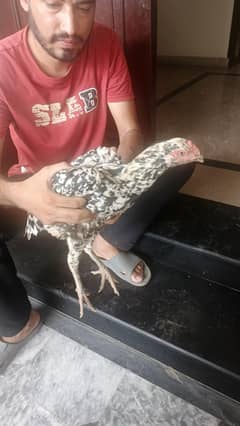 kurak
