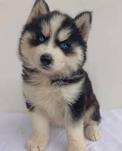 Siberian Husky Blue eyes Wooly coat