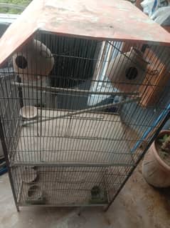 parrot
