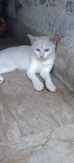 Persian cat pure White