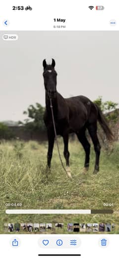 Horse