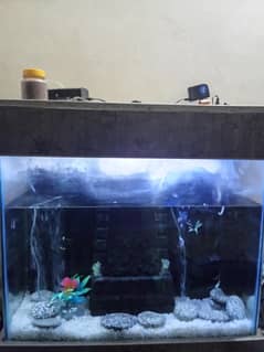 fish aquarium