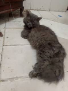 for sale