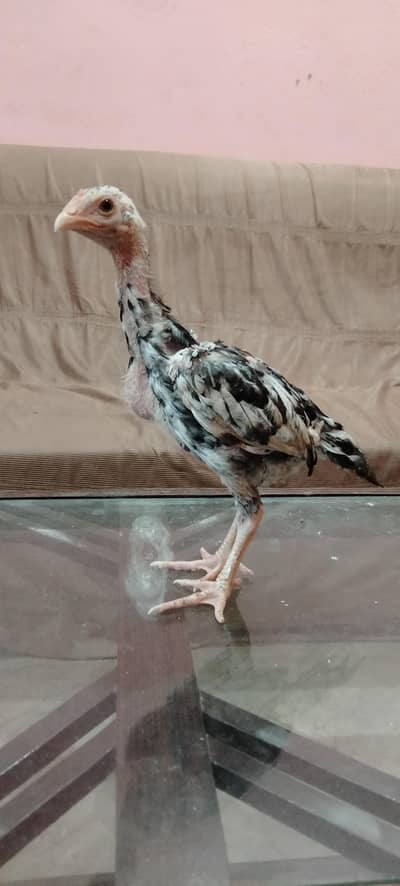Aseel Chicks Available For Sale