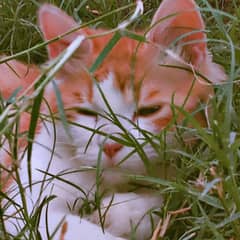 Persian cat