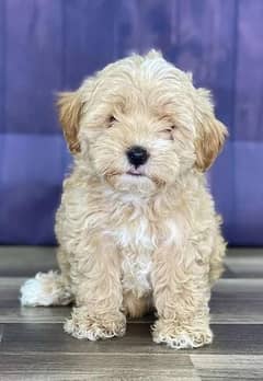Maltipoo