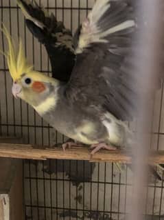 Cocktail Adult Breeder pairs Cocktail parrot
