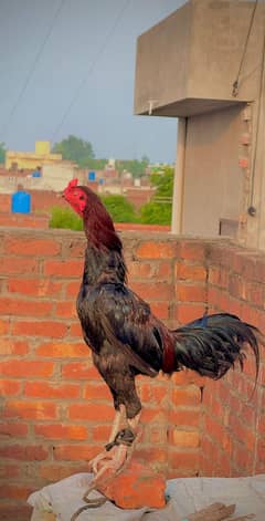 Pakistani