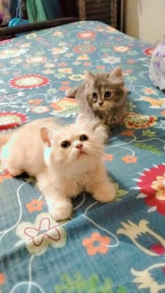 I want to sell 2, 2.5 months old persian triple coated kittens