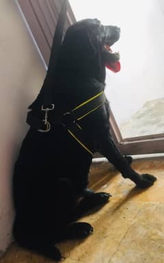 labra