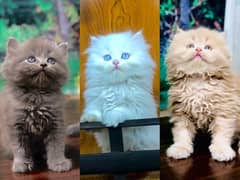 Persian hamalian british punch face piki face cat's