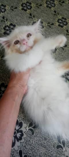 blue eyes white Persian kitten|Triple long coat |WhatsApp. 03250387943