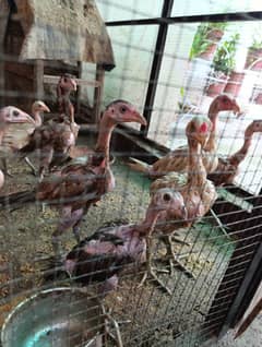 Thai Aseel