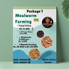 Mealworms | Usa breed Mealworms | beetle | larva | pupa | just Rs :1/