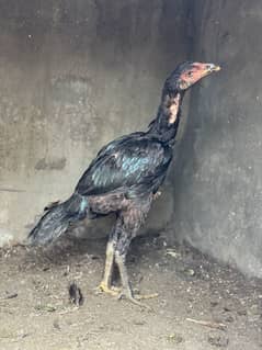 Aseel Pair /Aseel murga /Aseel hen /Aseel Galwa line