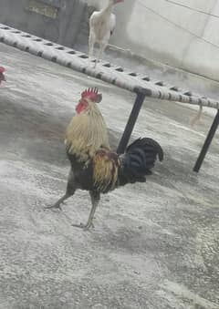 Full size desi murga