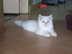 pure persian kitten