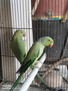 Green Ringnack 100% Breeder Pair For Sale WhatsApp/0315,4941718