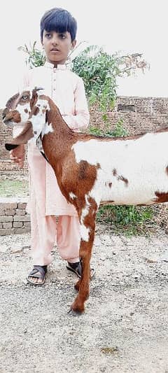 سپریم کوالٹی امرتسری بیتل پٹھ