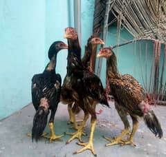 Japanese Shamo Chicks